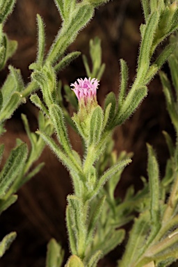 APII jpeg image of Streptoglossa odora  © contact APII