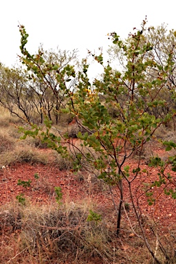 APII jpeg image of Acacia retivenea subsp. retivenea  © contact APII