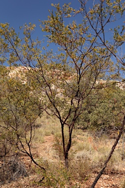 APII jpeg image of Acacia monticola  © contact APII