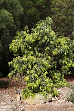 APII jpeg image of Podocarpus grayae  © contact APII
