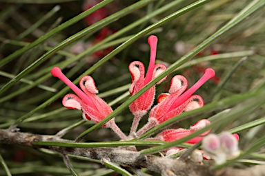 APII jpeg image of Grevillea pityophylla  © contact APII