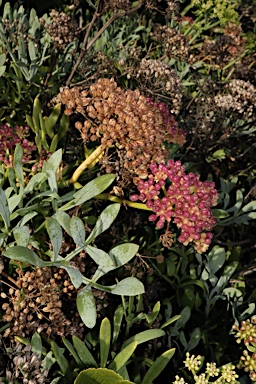 APII jpeg image of Crithmum maritimum  © contact APII