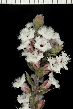 APII jpeg image of Styphelia attenuata  © contact APII