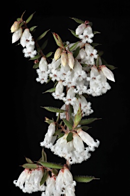 APII jpeg image of Styphelia fletcheri subsp. brevisepala  © contact APII