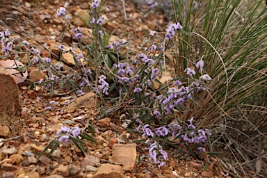 APII jpeg image of Hovea heterophylla  © contact APII
