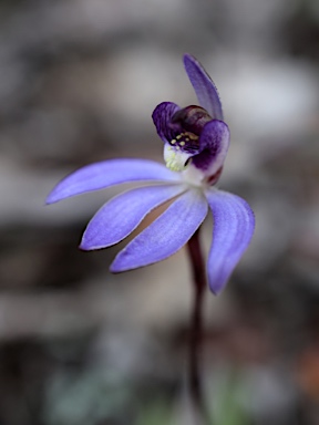 APII jpeg image of Cyanicula caerulea  © contact APII