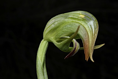 APII jpeg image of Pterostylis nutans  © contact APII