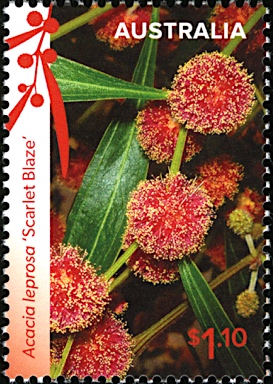 APII jpeg image of Acacia leprosa 'Scarlet Blaze'  © contact APII