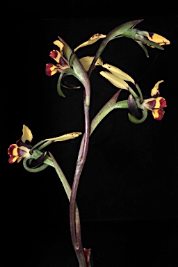 APII jpeg image of Diuris pardina  © contact APII