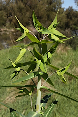 APII jpeg image of Euphorbia lathyris  © contact APII
