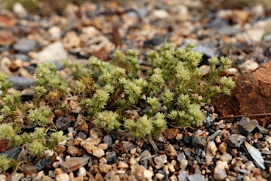 APII jpeg image of Scleranthus diander  © contact APII