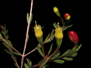 APII jpeg image of Homoranthus floydii  © contact APII