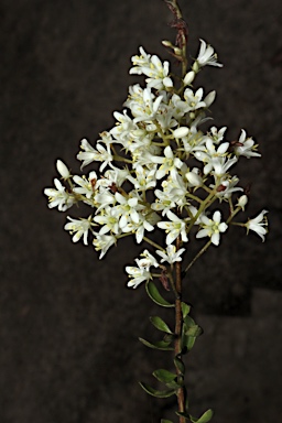 APII jpeg image of Bursaria reevesii  © contact APII