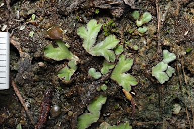 APII jpeg image of Riccia rubrispora  © contact APII