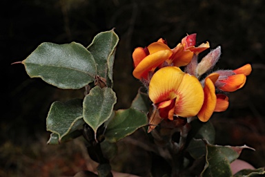 APII jpeg image of Gastrolobium rotundifolium  © contact APII