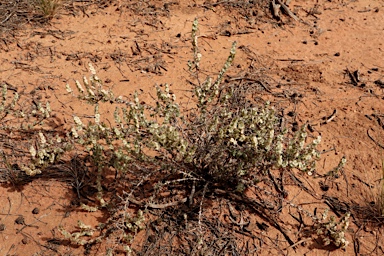 APII jpeg image of Maireana trichoptera  © contact APII