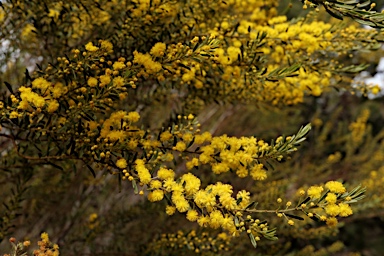 APII jpeg image of Acacia lineata  © contact APII