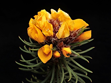 APII jpeg image of Pultenaea baeuerlenii  © contact APII