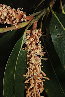 APII jpeg image of Xylomelum pyriforme  © contact APII