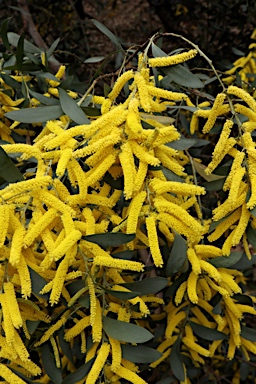 APII jpeg image of Acacia cheelii  © contact APII