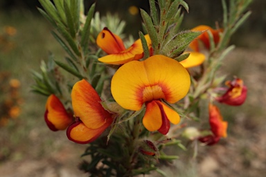 APII jpeg image of Pultenaea praetermissa MS  © contact APII