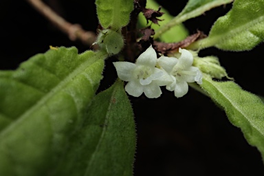 APII jpeg image of Psychotria sp. Danbulla (S.T.Blake 15262)  © contact APII