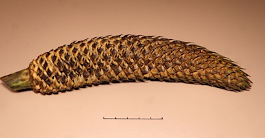 APII jpeg image of Macrozamia mountperriensis  © contact APII