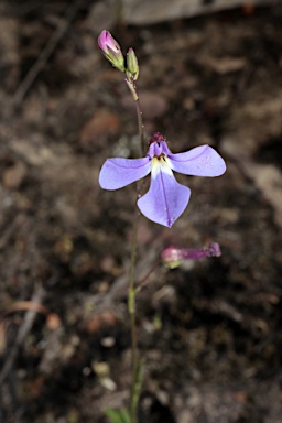 APII jpeg image of Lobelia andrewsii  © contact APII