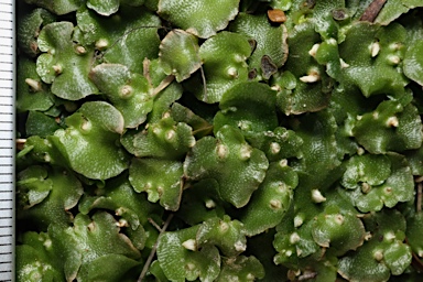 APII jpeg image of Lunularia cruciata  © contact APII