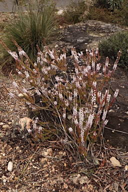APII jpeg image of Epacris purpurascens var. purpurascens  © contact APII