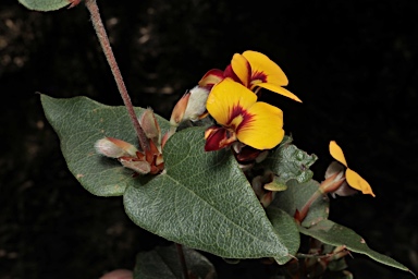 APII jpeg image of Platylobium montanum subsp. montanum  © contact APII