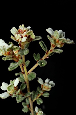 APII jpeg image of Spyridium halmaturinum  © contact APII