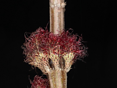 APII jpeg image of Allocasuarina media  © contact APII