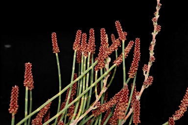 APII jpeg image of Allocasuarina nana  © contact APII