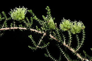 APII jpeg image of Melaleuca blaeriifolia  © contact APII