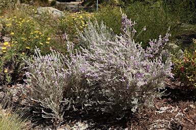 APII jpeg image of Eremophila nivea 'Gubburra Bells'  © contact APII