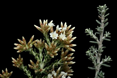 APII jpeg image of Ozothamnus x expansifolius  © contact APII