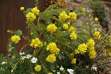 APII jpeg image of Geleznowia verrucosa  © contact APII