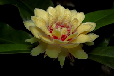 APII jpeg image of Eupomatia bennettii  © contact APII