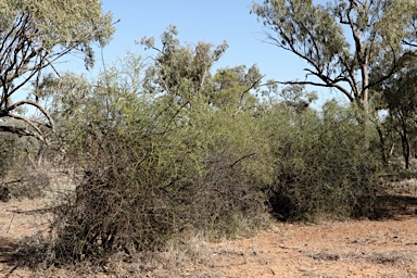 APII jpeg image of Eremophila polyclada  © contact APII