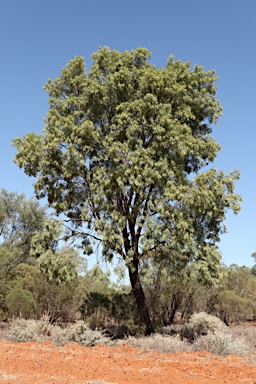 APII jpeg image of Atalaya hemiglauca  © contact APII