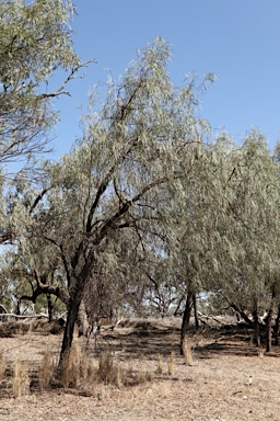 APII jpeg image of Acacia stenophylla  © contact APII