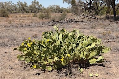 APII jpeg image of Opuntia  © contact APII