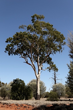 APII jpeg image of Corymbia tessellaris  © contact APII