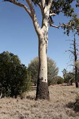 APII jpeg image of Corymbia tessellaris  © contact APII