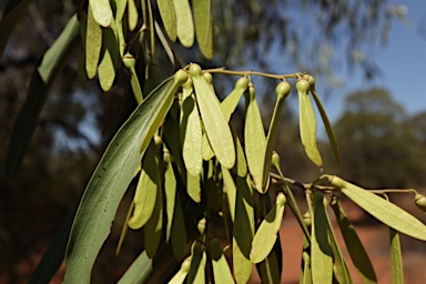 APII jpeg image of Ventilago viminalis  © contact APII