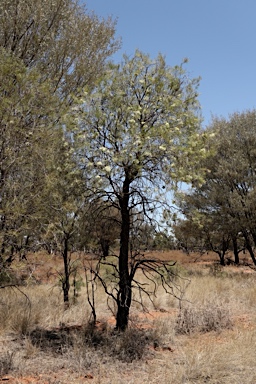 APII jpeg image of Hakea ivoryi  © contact APII