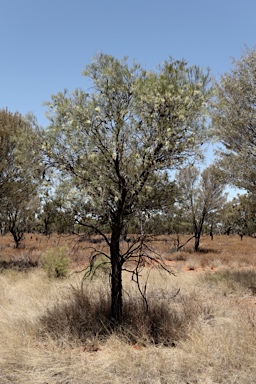 APII jpeg image of Hakea ivoryi  © contact APII