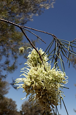 APII jpeg image of Hakea ivoryi  © contact APII