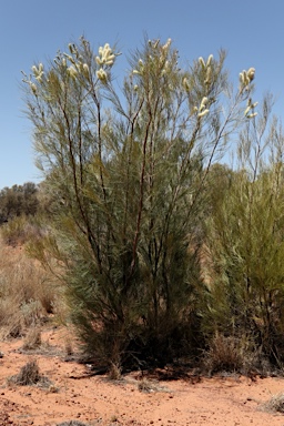 APII jpeg image of Grevillea albiflora  © contact APII